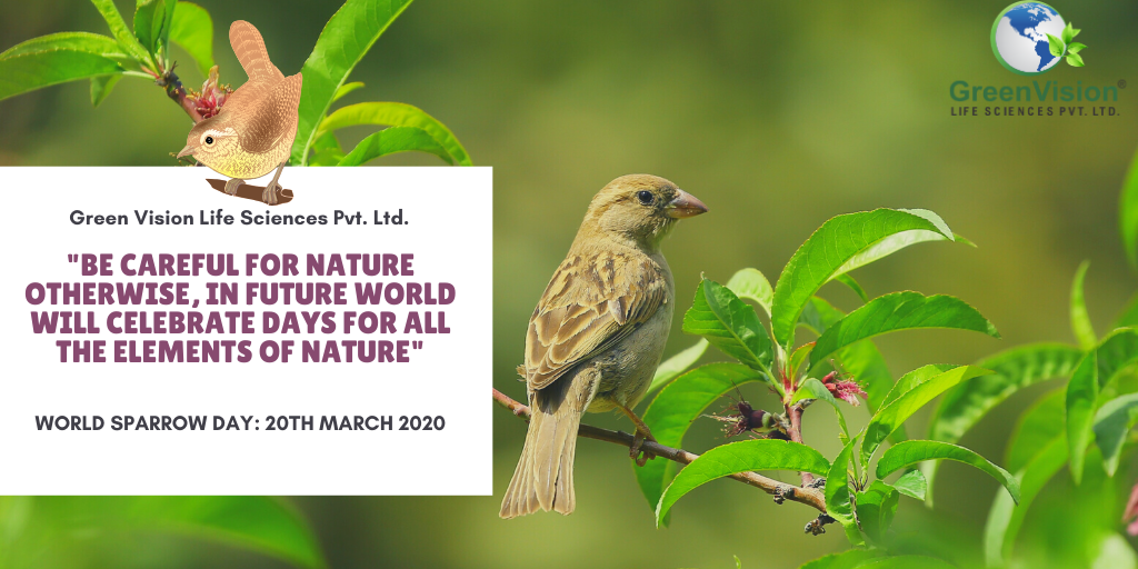 World Sparrow Day 2020